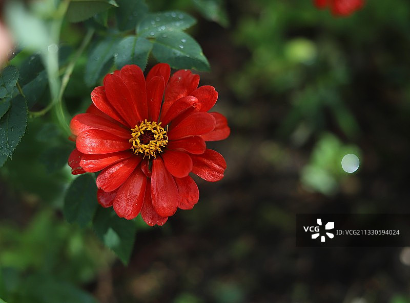 红花的特写图片素材