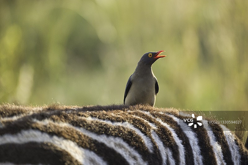 南非比林斯堡国家公园栖息在树上的鸟类特写图片素材