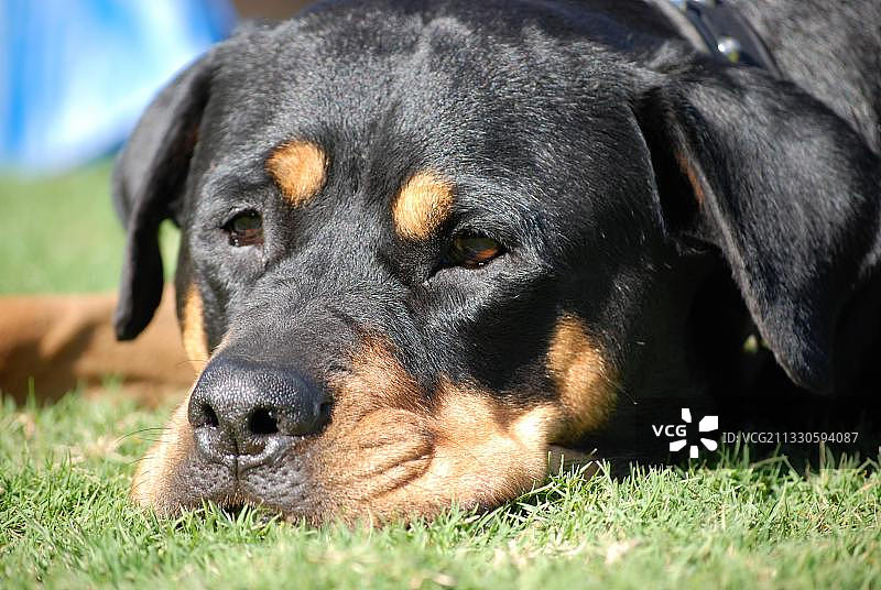 澳大利亚奎纳纳海滩黑色罗威纳犬特写图片素材
