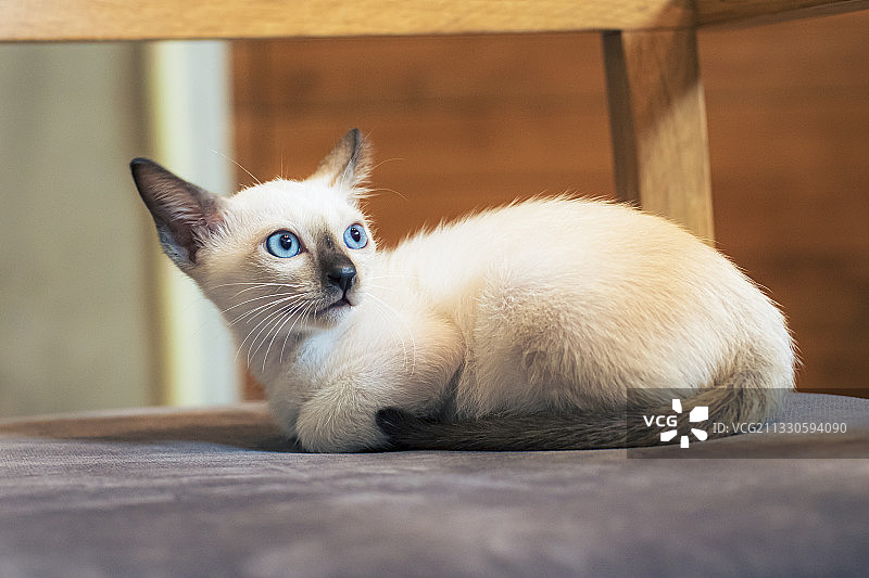 猫看向别处的特写图片素材