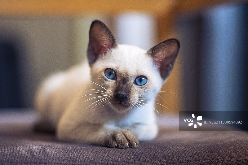 沙发上小猫的特写肖像图片素材