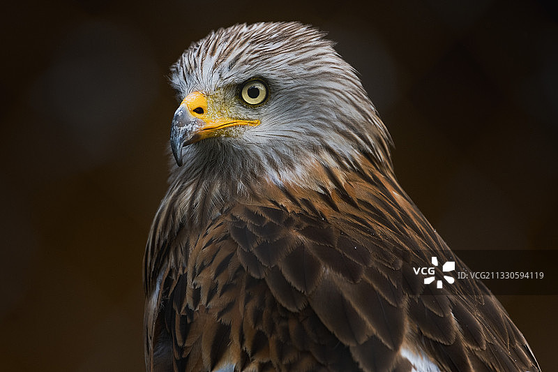 奥地利雄鹰特写图片素材