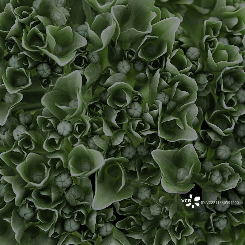 多肉植物全画幅照片，美国得克萨斯州糖城图片素材