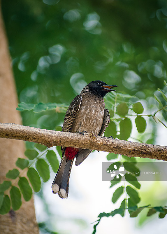 低角度拍摄栖息在树枝上的热带鸟类图片素材