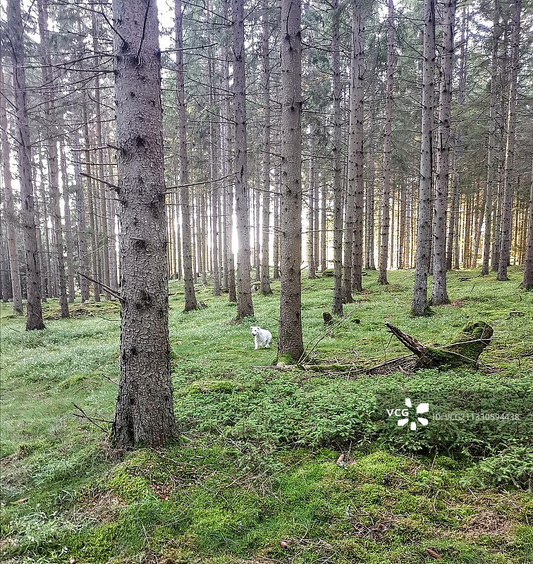 树木在森林图片素材