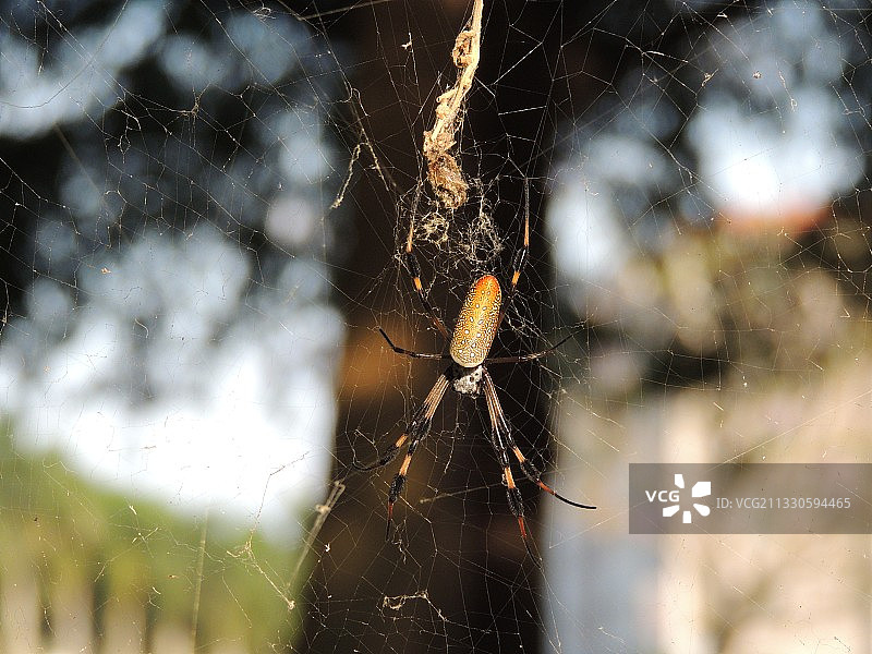 蜘蛛网上的蜘蛛特写图片素材