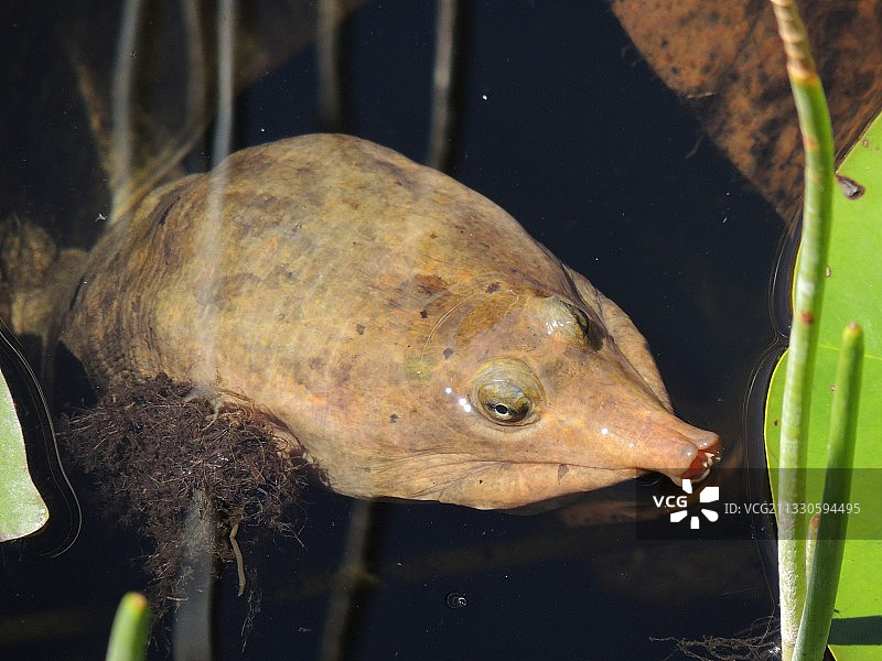 湖中游动的鱼的特写图片素材