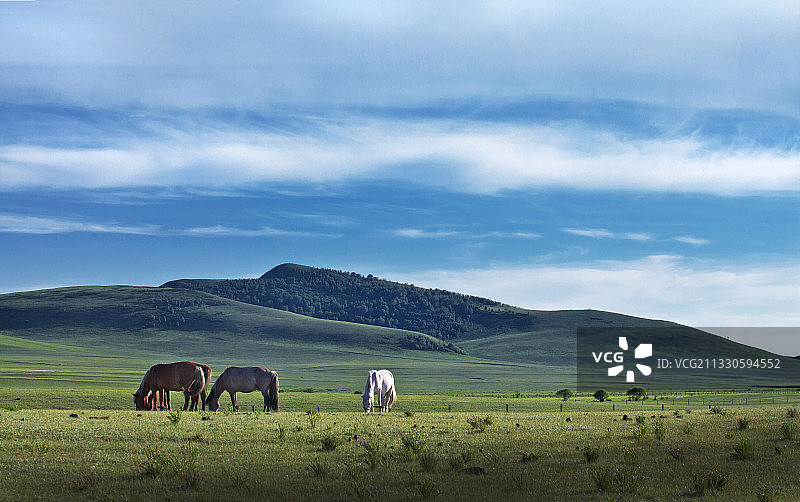 初夏的草原图片素材