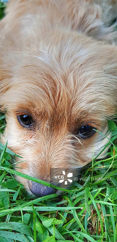 草地上狗的特写肖像图片素材