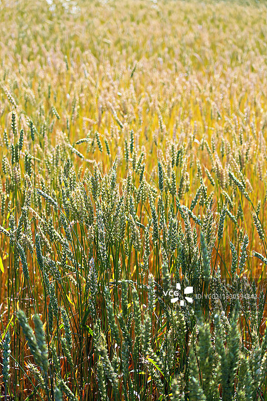 麦田全景拍摄图片素材