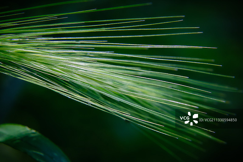 棕榈叶特写图片素材