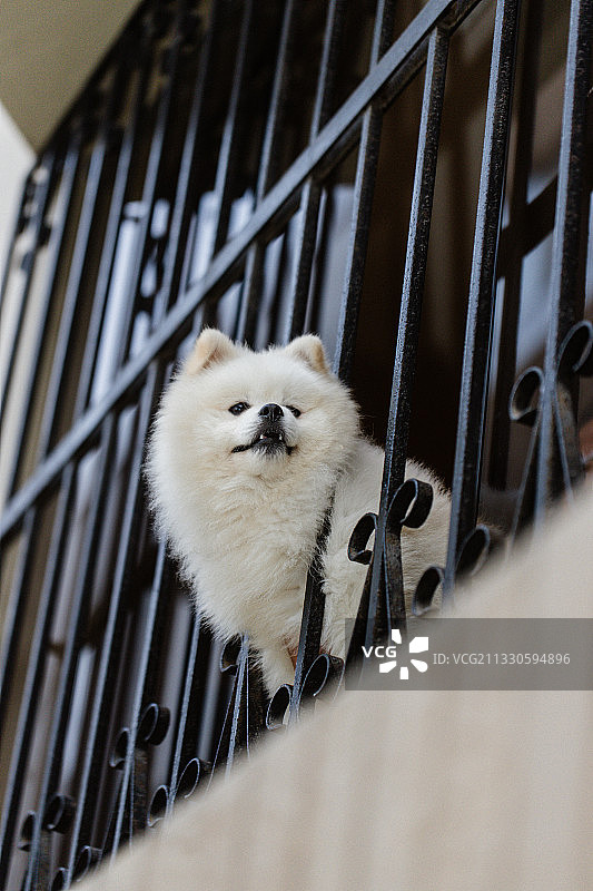 秘鲁利马笼子里的比熊犬特写图片素材