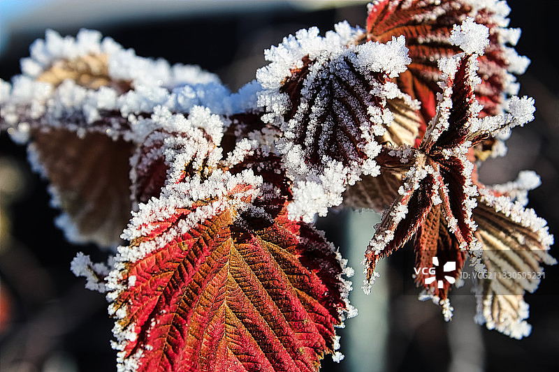 冬季冰冻植物特写图片素材