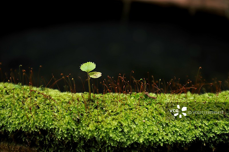 苔藓图片素材