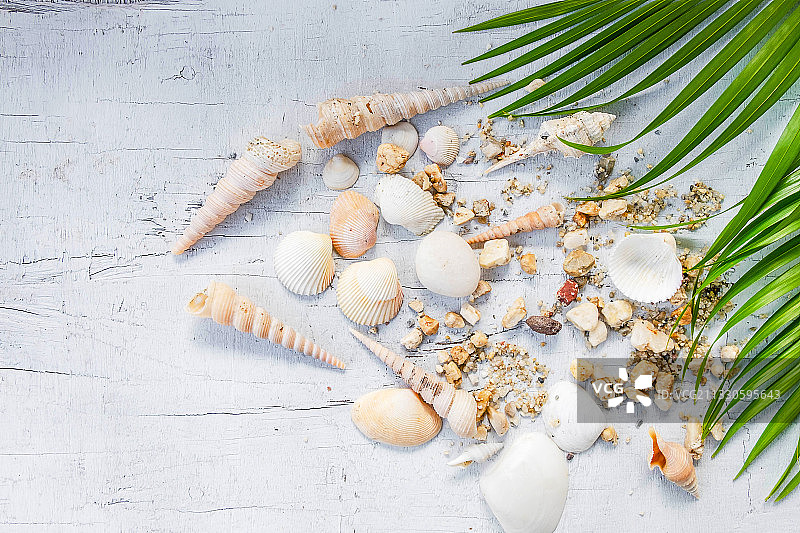 桌上贝壳高角度照片图片素材