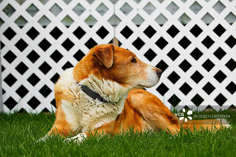 在草地上放松身心的混合物特写图片素材