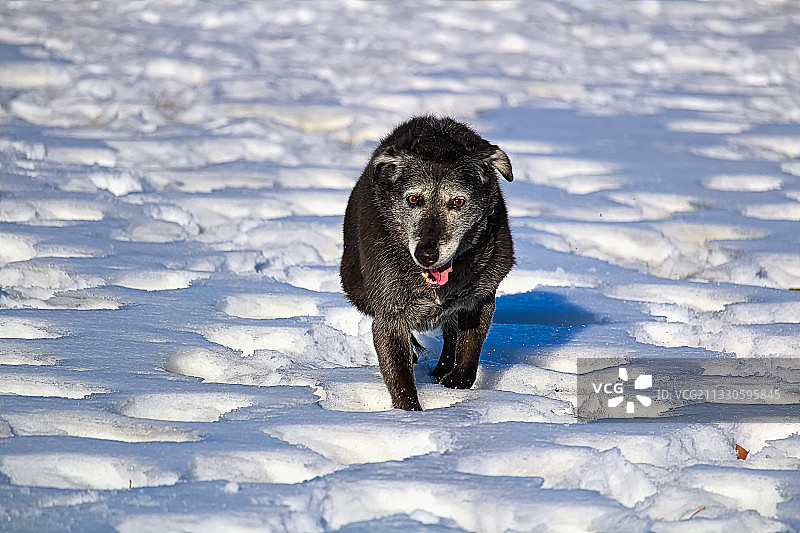 站在白雪覆盖的田野上的狗的画像图片素材