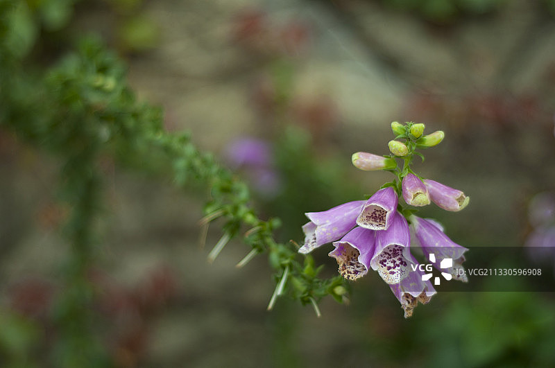 此花像喇叭一样盛开在墙的一角。图片素材