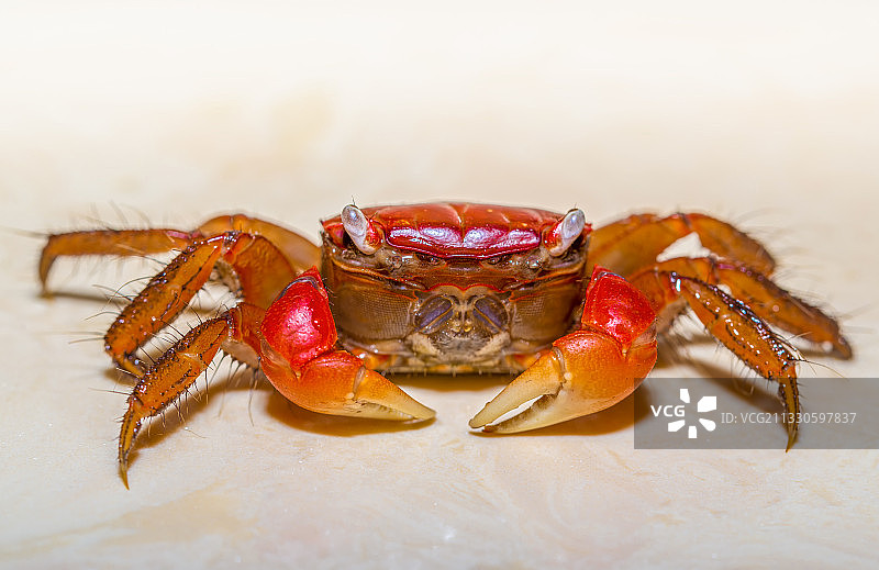 红螯相手蟹图片素材
