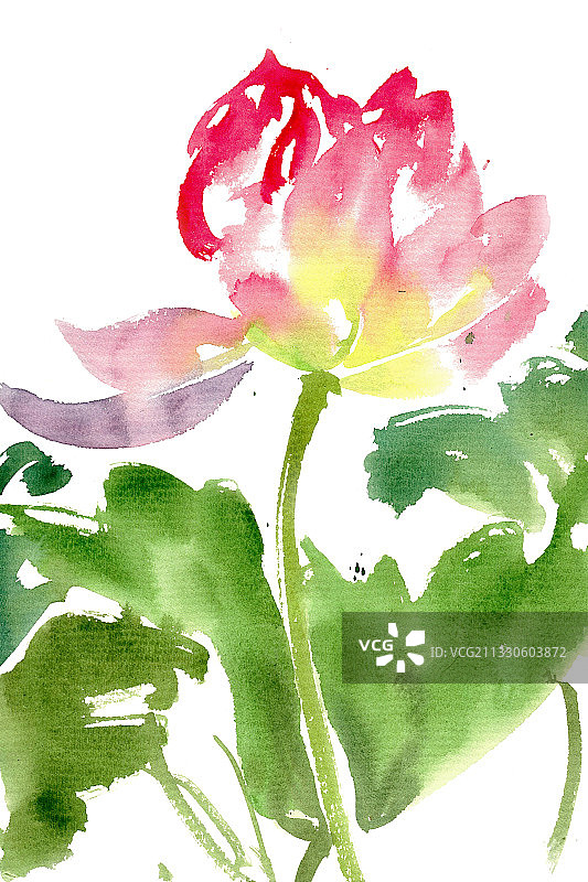 鲜艳的荷花图片素材