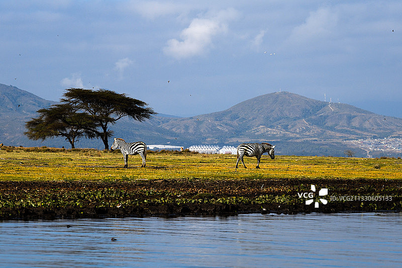 地狱之门国家公园的斑马图片素材
