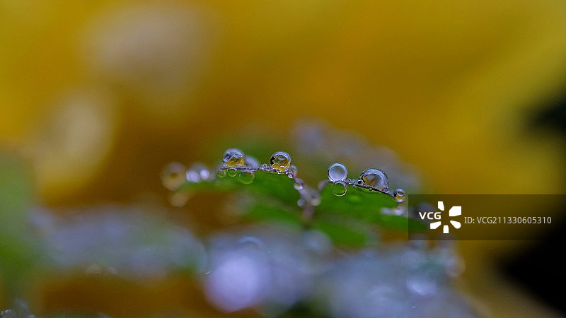 幸运草上的露珠图片素材