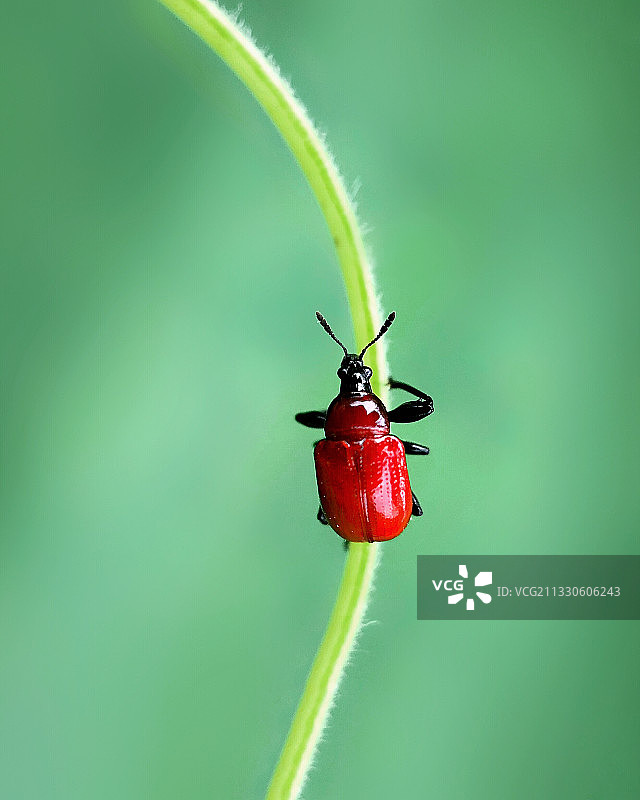 慢慢爬图片素材