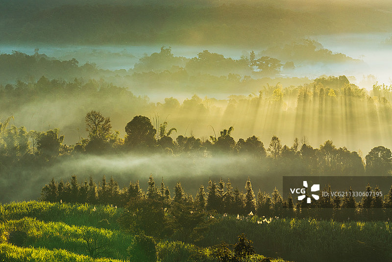 中国西双版纳原始森林早间晨光图片素材