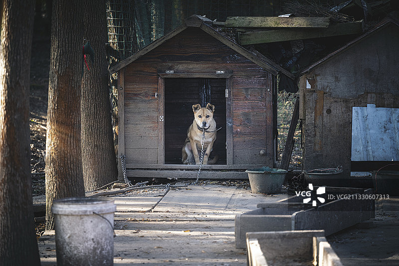 农村田野狗窝中一条看门狗草狗田园犬图片素材