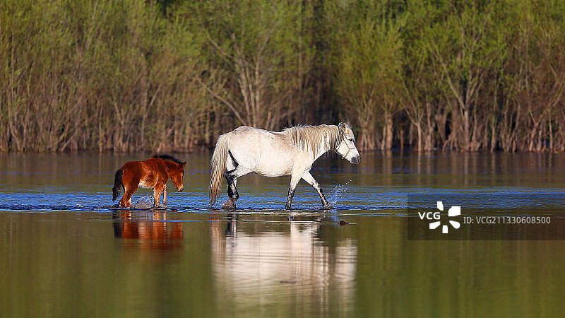 涉水的母子图片素材