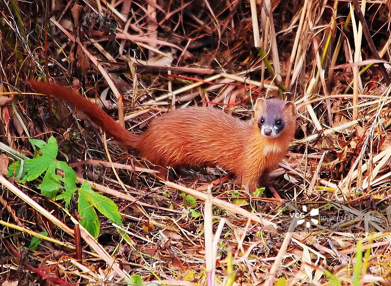 萌萌的黄鼬（摄于北京顺义潮白河）图片素材