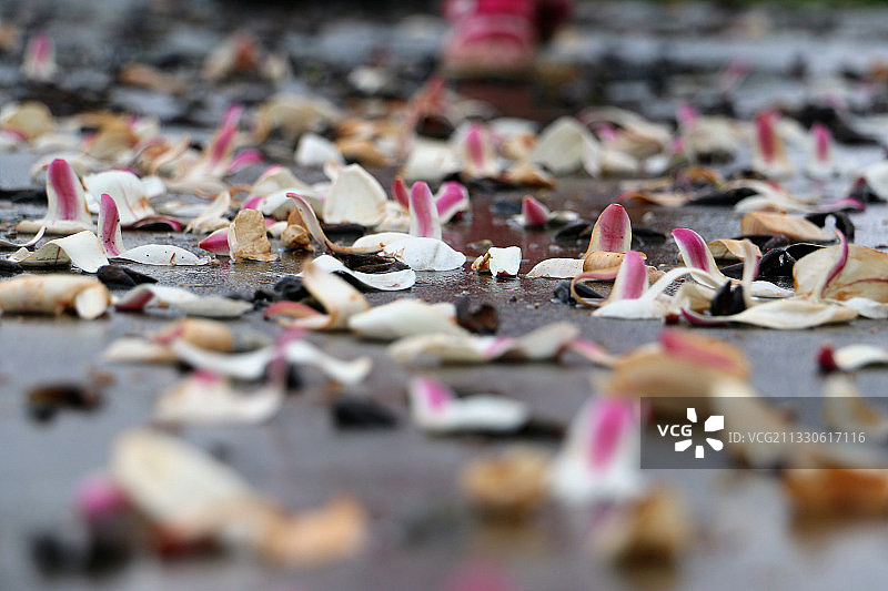 散落的玉兰花瓣图片素材