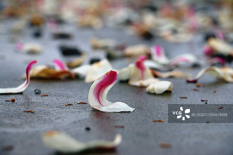 散落的玉兰花瓣图片素材