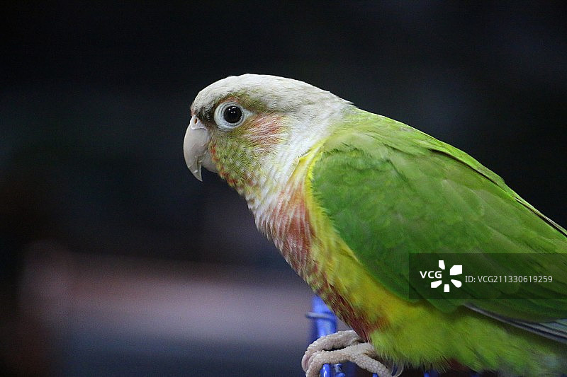 绿色翅膀的鹦鹉图片素材