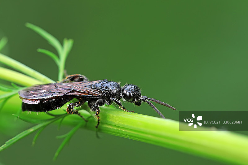 蜂类昆虫图片素材