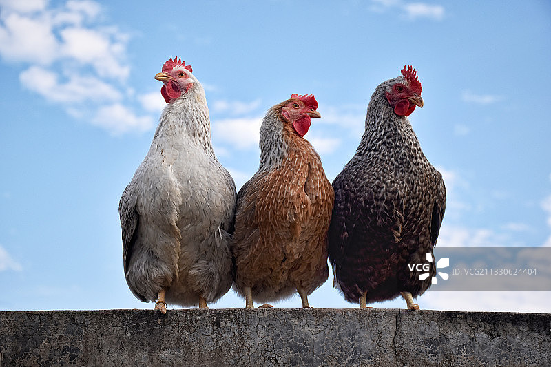 三只鸡站在高处眺望图片素材