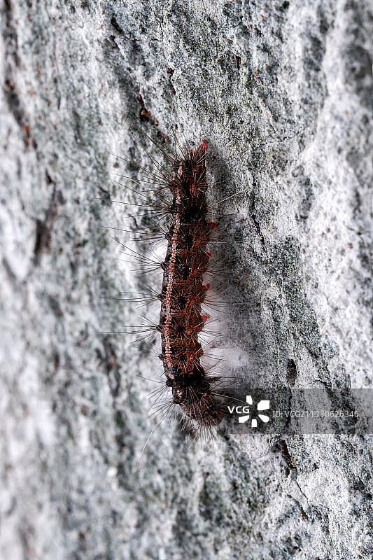 舞毒蛾图片素材