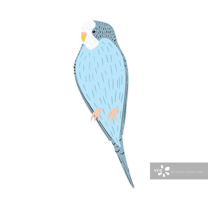 白色背景上可爱的蓝色鹦鹉图片素材
