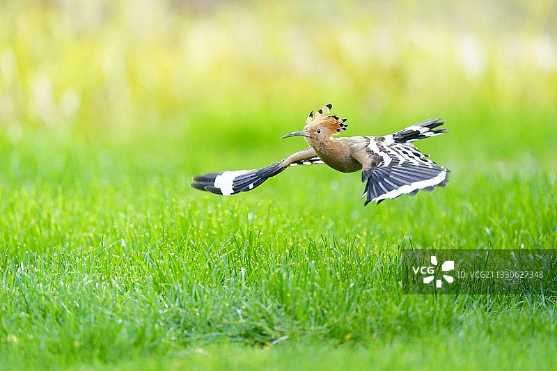 草上飞图片素材