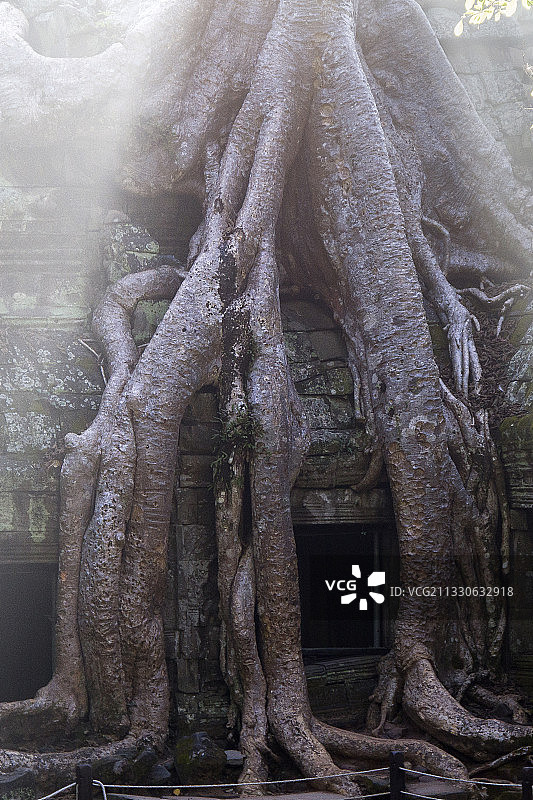 塔布笼寺庙建筑群的丛林树根图片素材