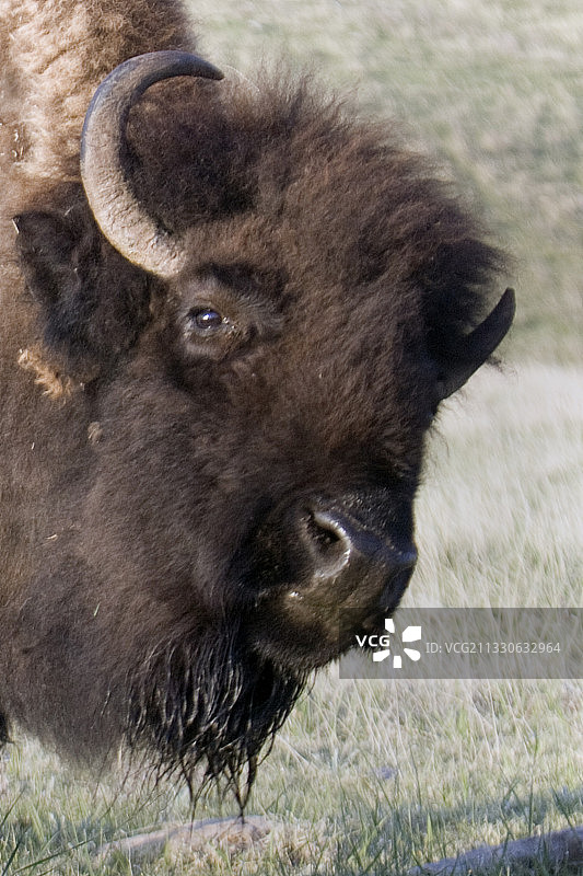 美洲野牛特写图片素材
