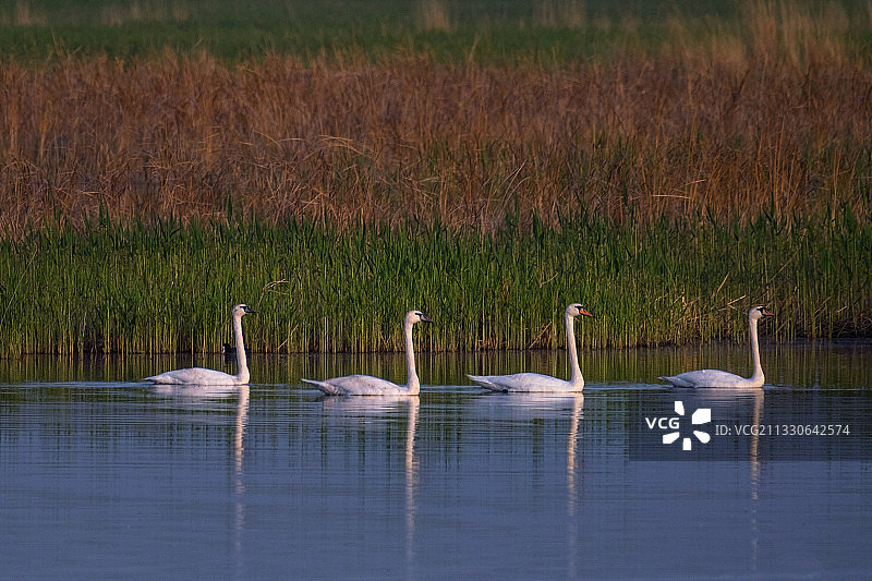 the Swan family图片素材