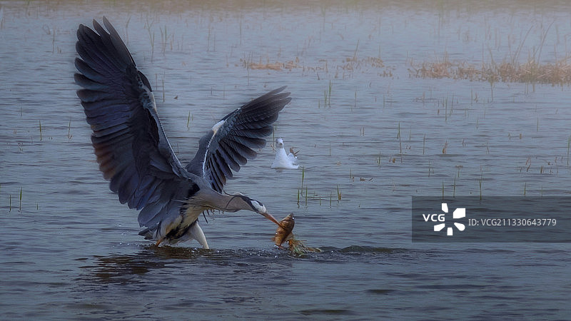 Ardea cinerea图片素材