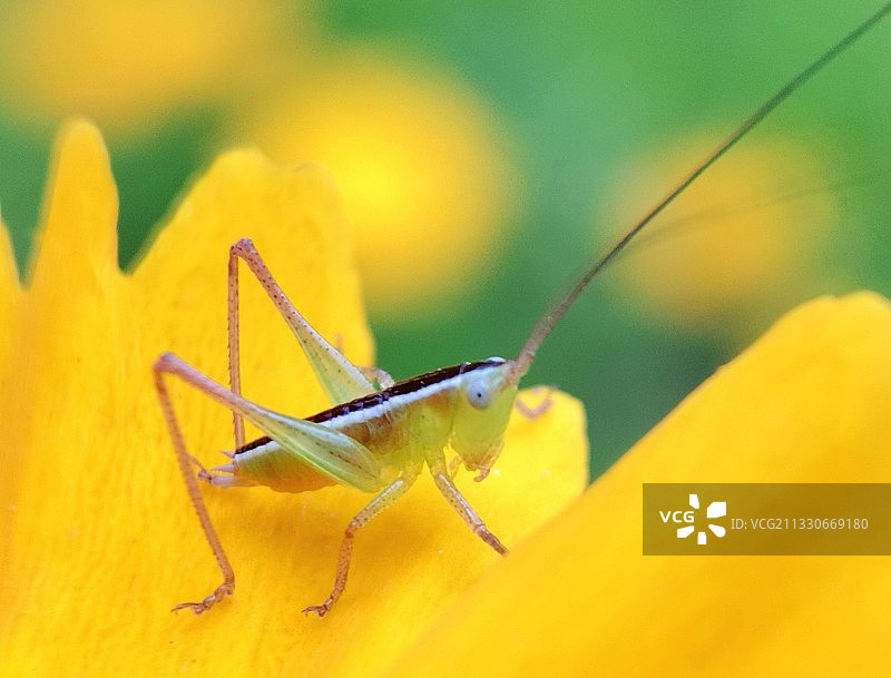 蝗虫图片素材