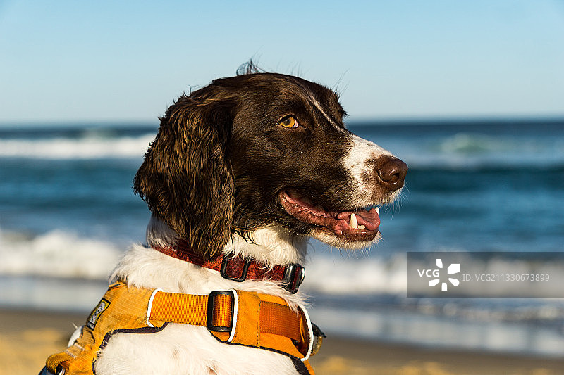 海滩上的英格兰斯普林斯班尼犬特写图片素材