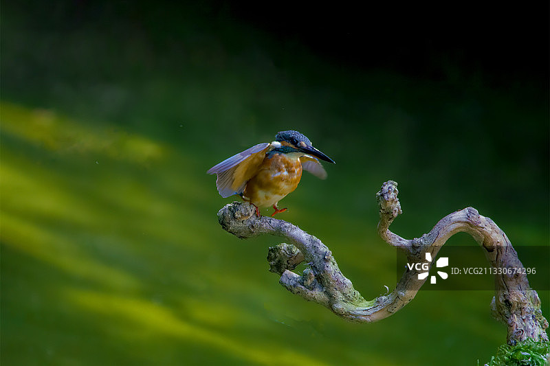 翠鸟上枝（十六）图片素材