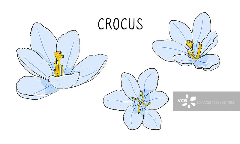 白色背景上孤立的番红花图片素材