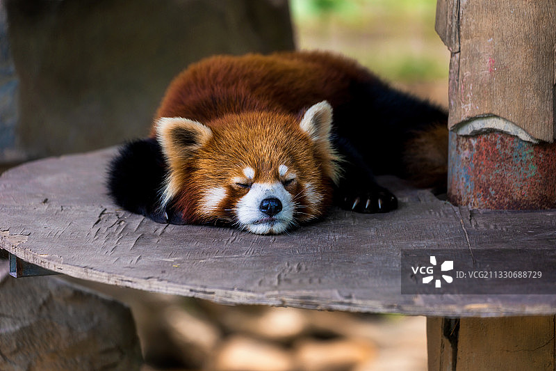 慵懒的午后图片素材