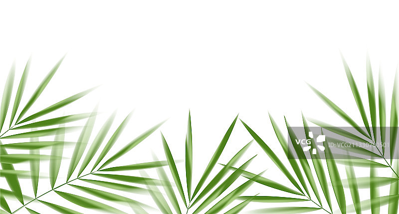 白色背景上的椰子叶（带剪切）图片素材
