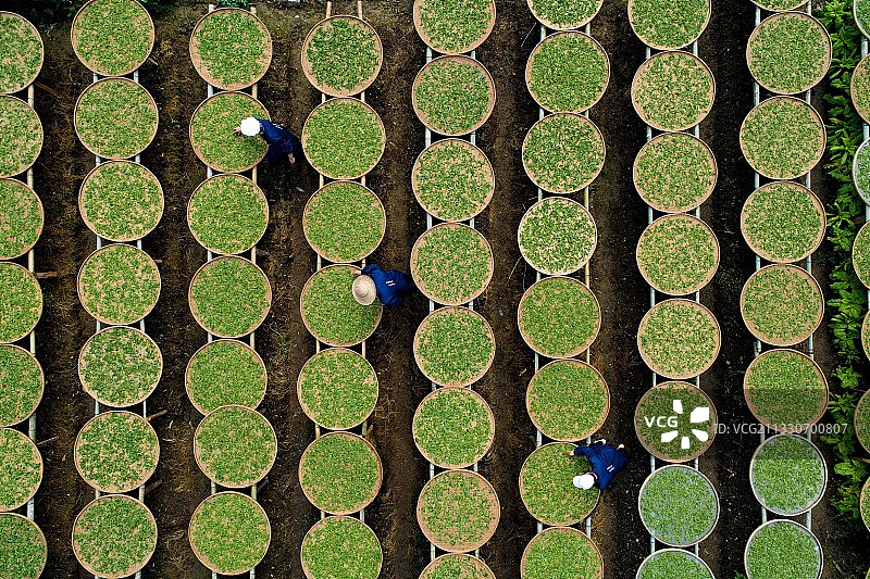 晒春茶（红茶制作工艺之一）图片素材